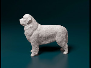 Newfoundland Modello di stampa 3D