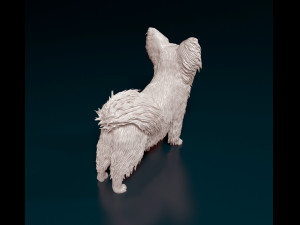 Papillon dog Modèles 3D en vedette