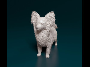 Papillon dog Modèles 3D en vedette