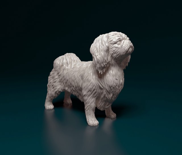 Pekingese dog 3D 打印模型 .c4d .max .obj .3ds .fbx .stl .blend