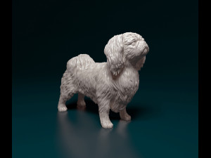 Pekingese dog 3D Print Model