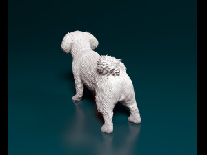 Pekingese dog 3D Принт Модель