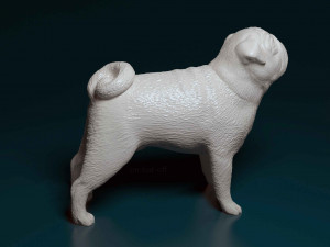 Pug dog Modèles 3D en vedette