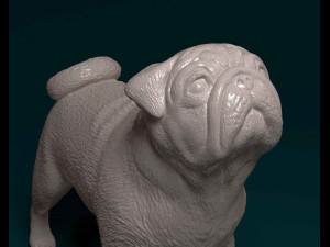 Pug dog Modèles 3D en vedette