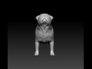 Pug dog Modèles 3D en vedette