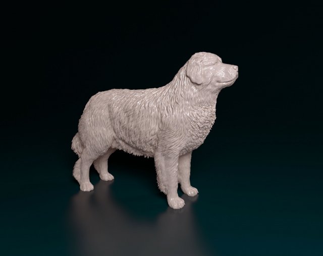 Pyrenean Mountain dog 3D Print Model .c4d .max .obj .3ds .fbx .stl .blend 