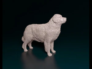 Pyrenean Mountain dog 3D Print Model
