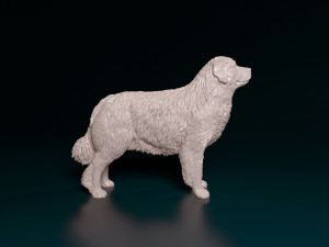 Pyrenean Mountain dog 3D Print Model