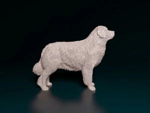 Pyrenean Mountain dog 3D Print Model
