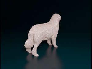 Pyrenean Mountain dog 3D Print Model