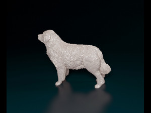 Pyrenean Mountain dog 3D Print Model