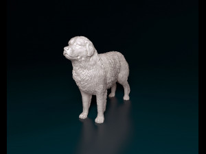 Pyrenean Mountain dog 3D Print Model