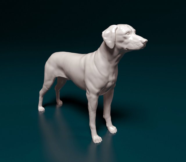 Rhodesian Ridgeback 3D Print Model .c4d .max .obj .3ds .fbx .stl .blend 