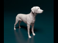 Rhodesian Ridgeback 3D प्रिंट मॉडल