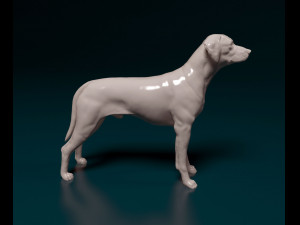 Rhodesian Ridgeback 3D Print Model