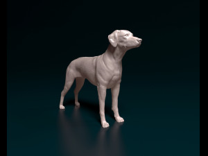 Rhodesian Ridgeback 3D Print Model