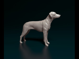 Rhodesian Ridgeback 3D Print Model