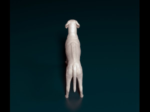 Rhodesian Ridgeback 3D Print Model
