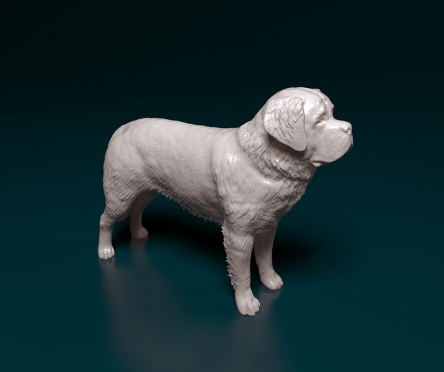 Saint Bernard dog Modèles 3D en vedette .c4d .max .obj .3ds .fbx .stl .blend 