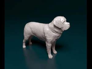 Saint Bernard dog 3D Print Model