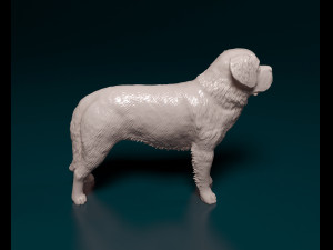 Saint Bernard dog Modèles 3D en vedette