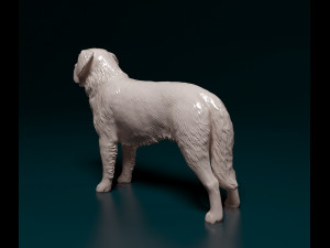 Saint Bernard dog Modèles 3D en vedette