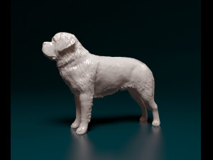 Saint Bernard dog Modèles 3D en vedette