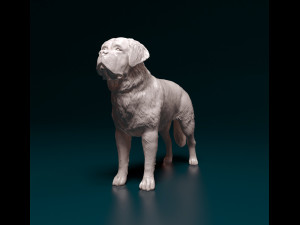 Saint Bernard dog Modèles 3D en vedette