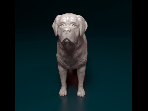 Saint Bernard dog Modèles 3D en vedette
