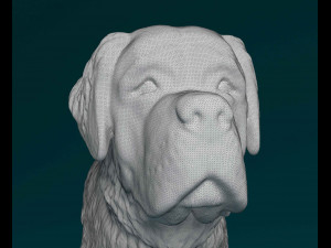 Saint Bernard dog Modèles 3D en vedette