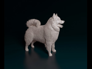 Samoyed 3D Принт Модель