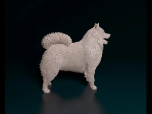 Samoyed 3D Print Model