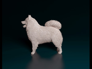 Samoyed 3D 打印模型