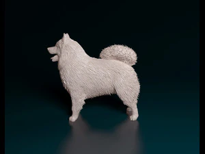 Samoyed 3D Print Model
