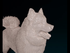 Samoyed 3D 打印模型