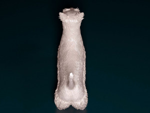 Scottish terrier Model Cetak 3D