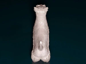 Scottish terrier 3D Print Model