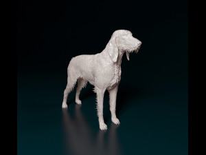 Rough-haired Segugio 3D-printmodel