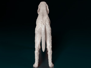 Rough-haired Segugio Modelo de Impressão 3D