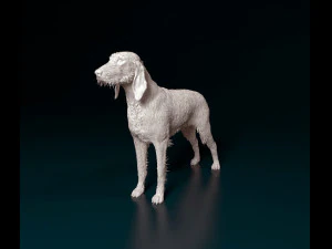 Rough-haired Segugio 3D Print Model