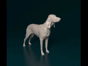 सेगुगियो इटालियनो 3D प्रिंट मॉडल