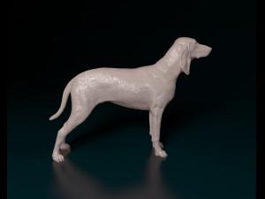 Segugio Italiano Model do druku 3D