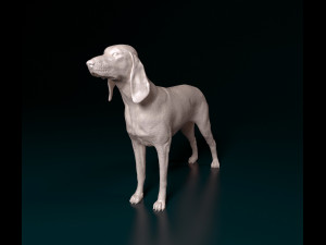 Segugio Italiano Model do druku 3D