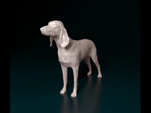 Segugio Italiano 3D Print Model