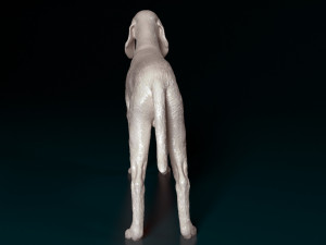 Segugio Italiano Model do druku 3D