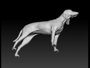 Segugio Italiano Model do druku 3D