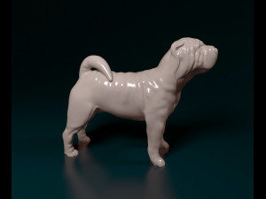 Shar Pei 3D Print Model