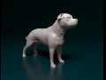 Staffordshire bull terrier 3 3D प्रिंट मॉडल