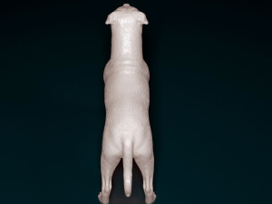 Staffordshire bull terrier 3 Modelo de impresión 3D