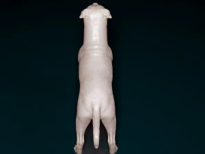 Staffordshire bull terrier 3 3D Print Model